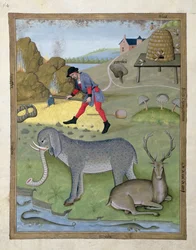 Illustration aus dem Buch der einfachen Heilmittel von Mattheaus Platearius 168v
